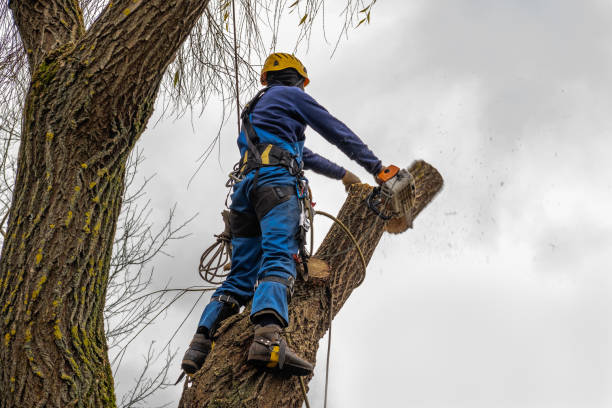 How Our Tree Care Process Works  in  Jackson, AL