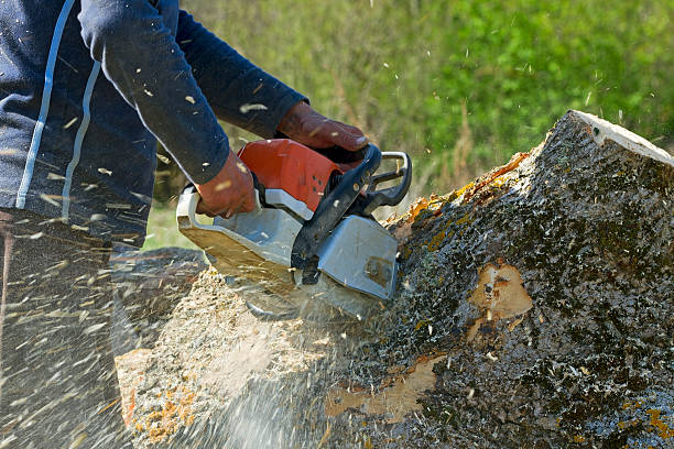 How Our Tree Care Process Works  in  Jackson, AL