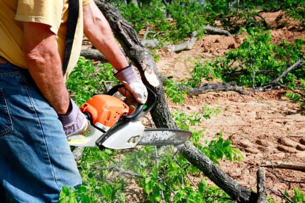 Trusted Jackson, AL Tree Removal Experts